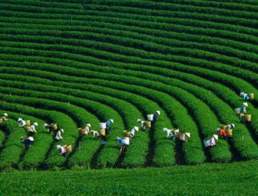 Colina de té en Moc Chau