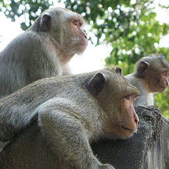 Siem Reap - Battambang -  Phnom Sampeau