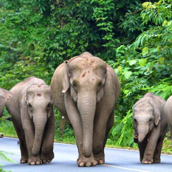 Bangkok - Parque nacional de Khao Yai