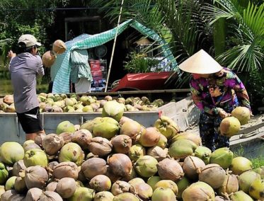 Taller de coco - Ben Tre 