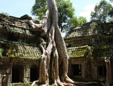 Ta Prohm - Camboya