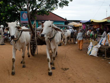 Kampong Cham – Okhna Tey – Phnom Penh | Kampong Chnang – Kampong Tralach – Phnom Penh