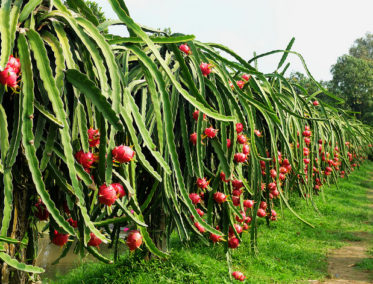 Ben Tre – An Hoa – Mo Cay