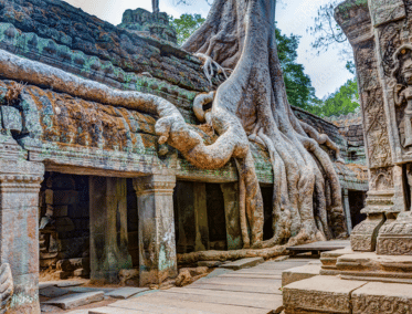 El Templo Abrazado por la Selva