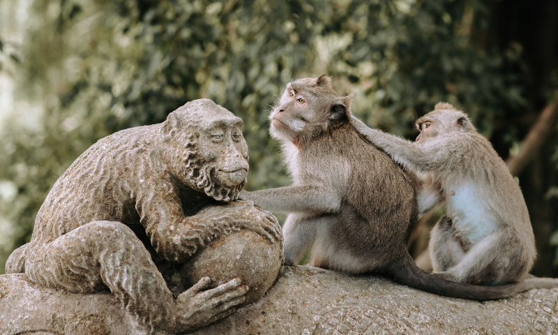 Monkey Forest Ubud