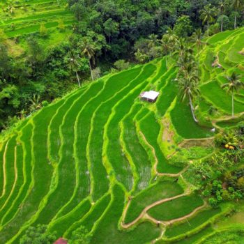 Lovina - Trekking a Munduk 2 horas - Munduk