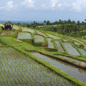 Ubud - Taman Ayun - Jatiluwih - Ulundanu - Munduk