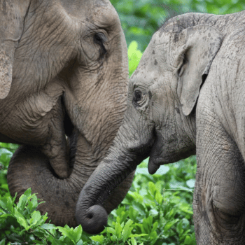 Conservación de Elefantes de Mandalao - Luang Prabang - Hanoi