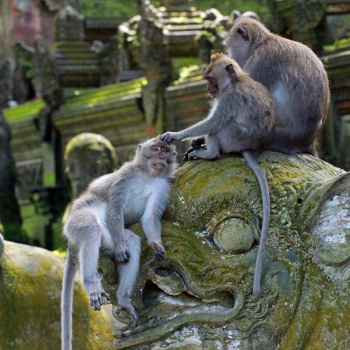 Visita a la ciudad de Ubud