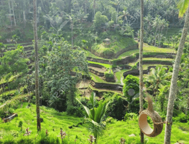 Cuando el Arte del Arroz Inspira en Bali