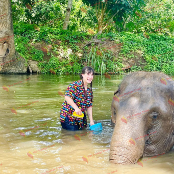 Un Día con los Elefantes en Chiang Mai