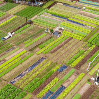 Sumergiendo en la Vida Rural y las Tradiciones de Hoi An