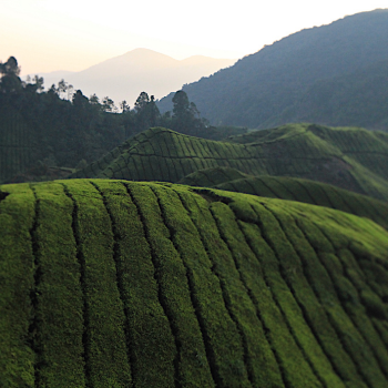 Exploración de Cameron Highlands