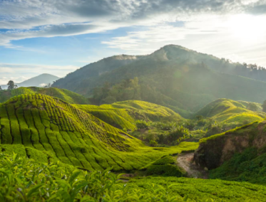 Cameron Highlands Malasia