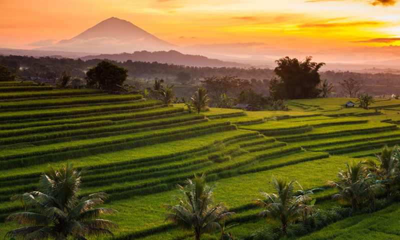 rice terraces Jatiluwih en viaje de aventura en bali